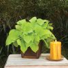IPOMOEA MARGARITA SWEET POTATO VINE
