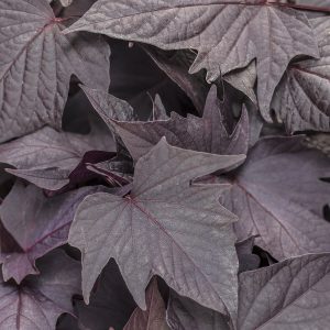 IPOMOEA SWEET CAROLINE BEWITCHED AFTER MIDNIGHT SWEET POTATO VINE