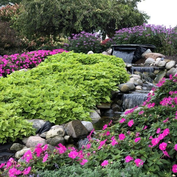 IPOMOEA SWEET CAROLINE BEWITCHED GREEN WITH ENVY SWEET POTATO VINE