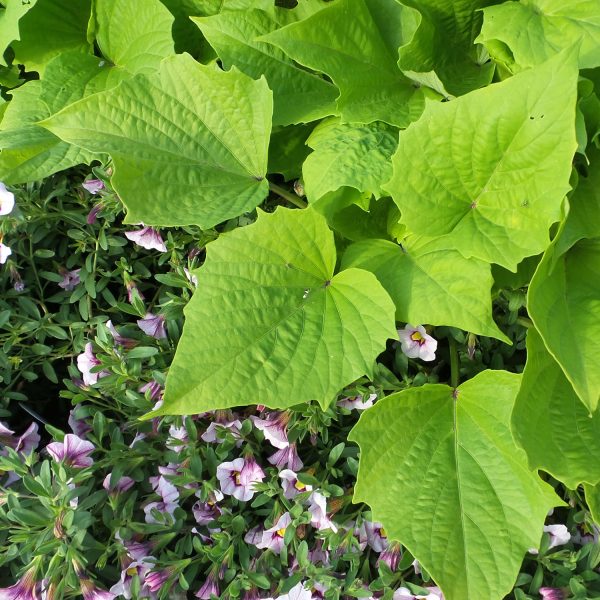 IPOMOEA SWEET CAROLINE BEWITCHED GREEN WITH ENVY SWEET POTATO VINE