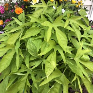 IPOMOEA SWEET CAROLINE KIWI SWEET POTATO VINE