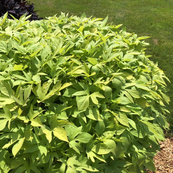 IPOMOEA SWEET CAROLINE KIWI SWEET POTATO VINE