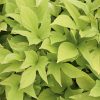 IPOMOEA SWEET CAROLINE LIGHT GREEN POTATO VINE