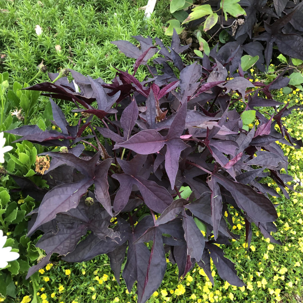 IPOMOEA SWEET CAROLINE RAVEN SWEET POTATO VINE