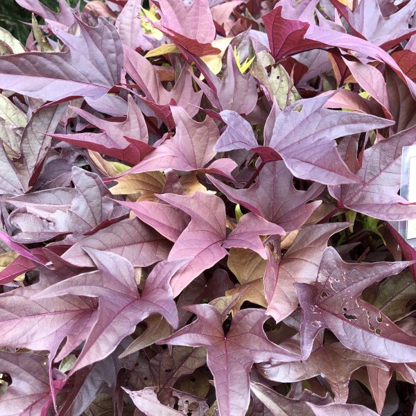 IPOMOEA SWEET CAROLINE RED HAWK SWEET POTATO VINE