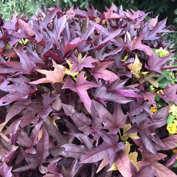 IPOMOEA SWEET CAROLINE RED HAWK SWEET POTATO VINE