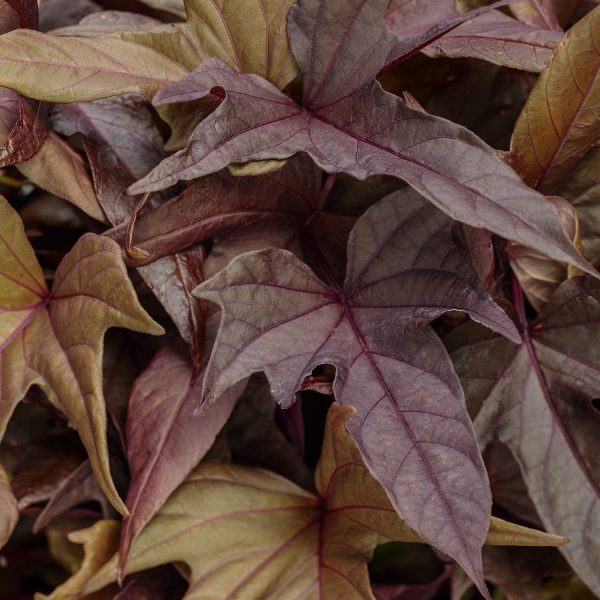 IPOMOEA SWEET CAROLINE RED HAWK SWEET POTATO VINE