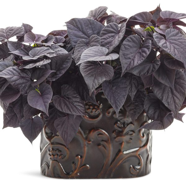 IPOMOEA SWEET CAROLINE SWEETHEART JET BLACK SWEET POTATO VINE