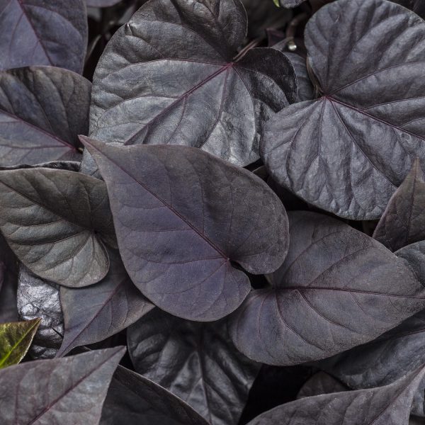 IPOMOEA SWEET CAROLINE SWEETHEART JET BLACK SWEET POTATO VINE