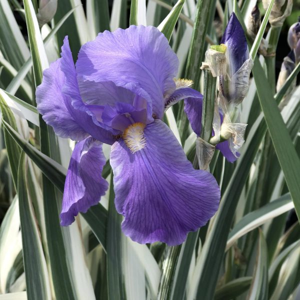 IRIS ARGENTEA VARIEGATA IRIS TALL BEARDED