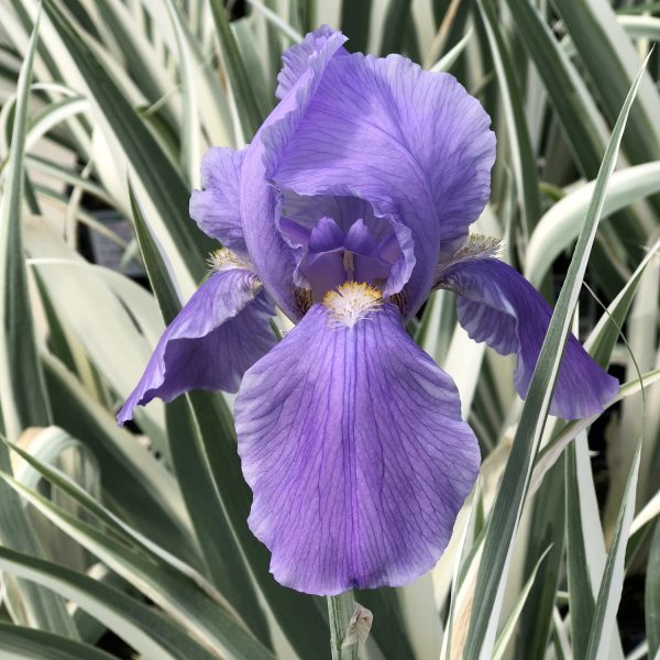 IRIS ARGENTEA VARIEGATA IRIS TALL BEARDED