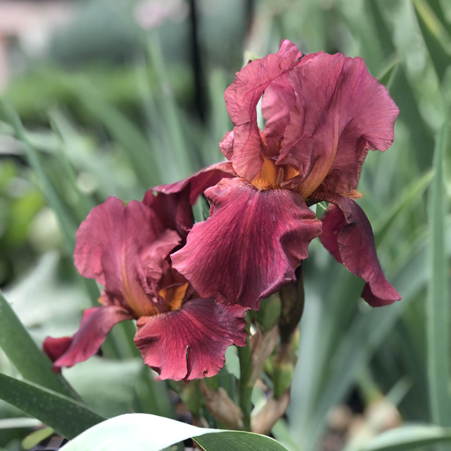 Tall Bearded Iris (Iris 'Lace Legacy') in the Irises Database