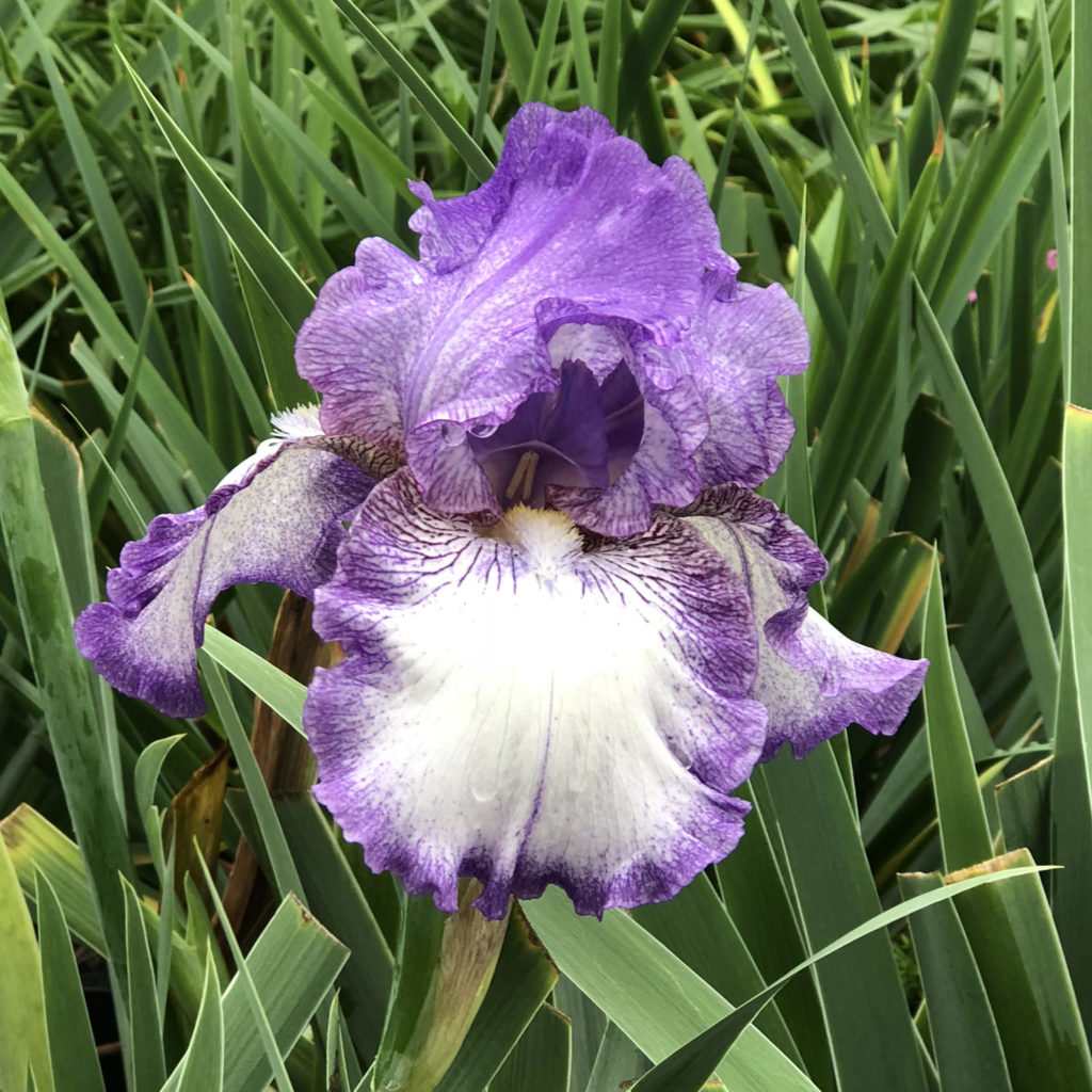 Iris Earl Of Essex - Buy Tall Bearded Iris Perennials Online