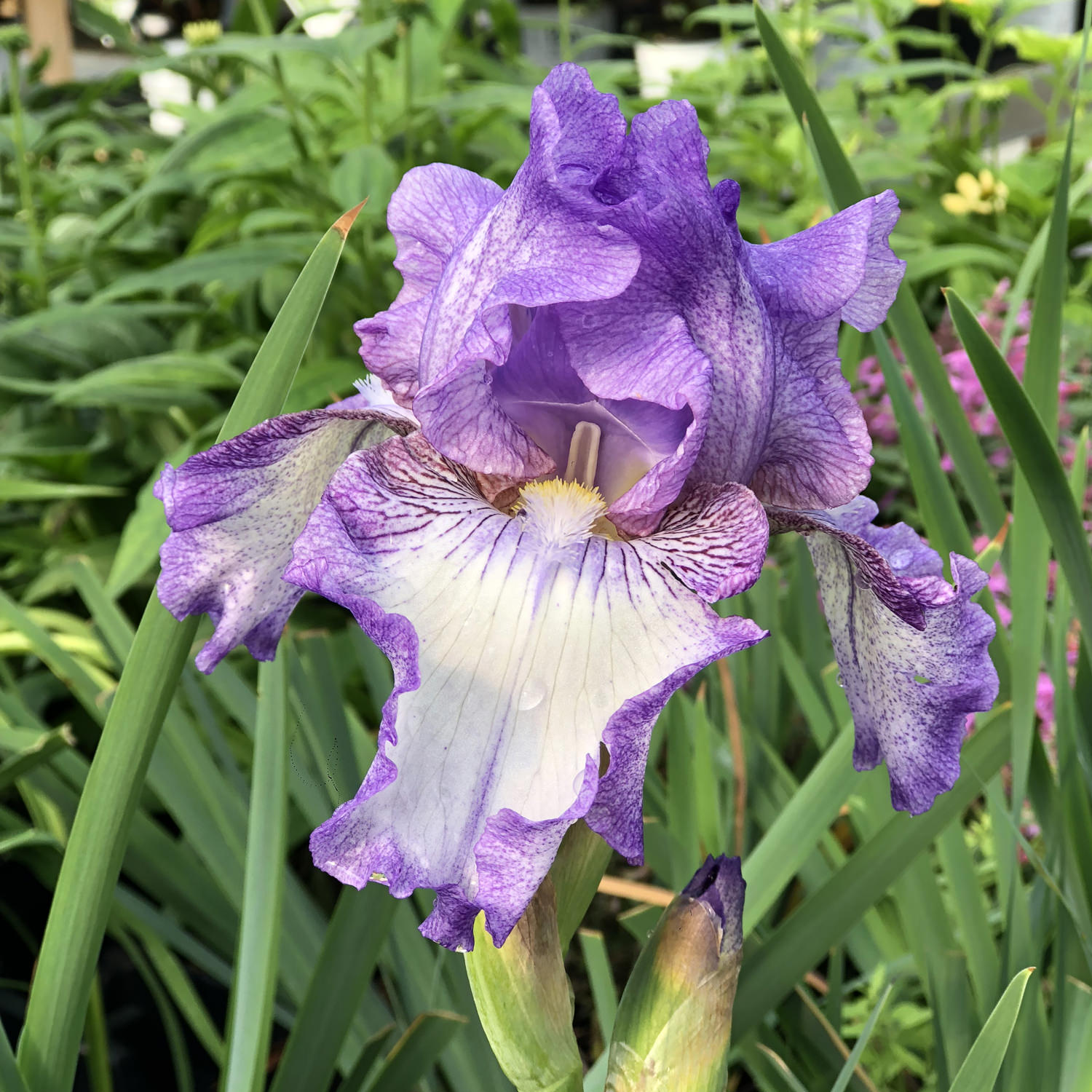 Iris Earl Of Essex - Buy Tall Bearded Iris Perennials Online