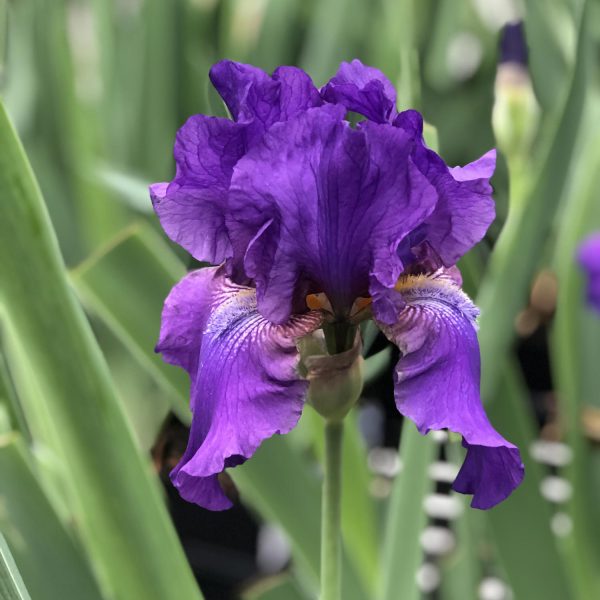 IRIS HIS ROYAL HIGHNESS TALL BEARDED IRIS