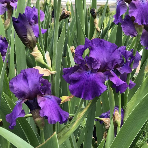 IRIS HIS ROYAL HIGHNESS TALL BEARDED IRIS