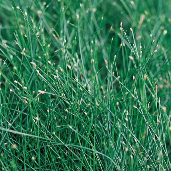 ISOLEPSIS GRACEFUL GRASSES FIBER OPTIC GRASS SCIRPUS