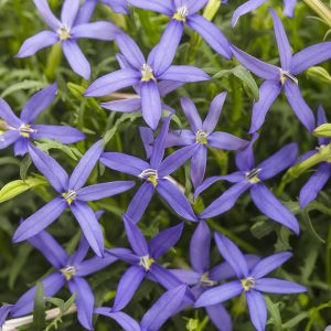 Isotoma - Star Flower