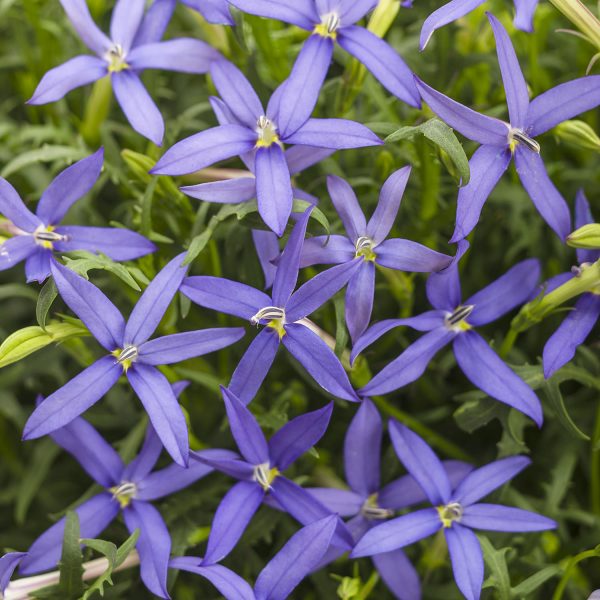 ISOTOMA BETHS BLUE STAR FLOWER