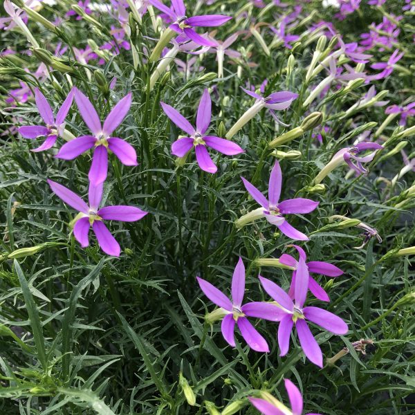 ISOTOMA PATTIS PINK STAR FLOWER