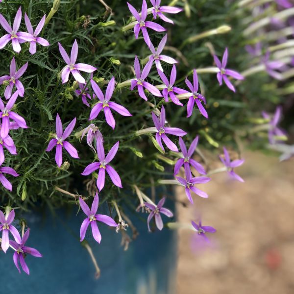 ISOTOMA PATTIS PINK STAR FLOWER