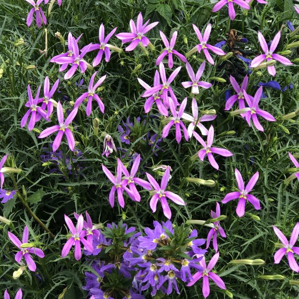 ISOTOMA PATTIS PINK STAR FLOWER