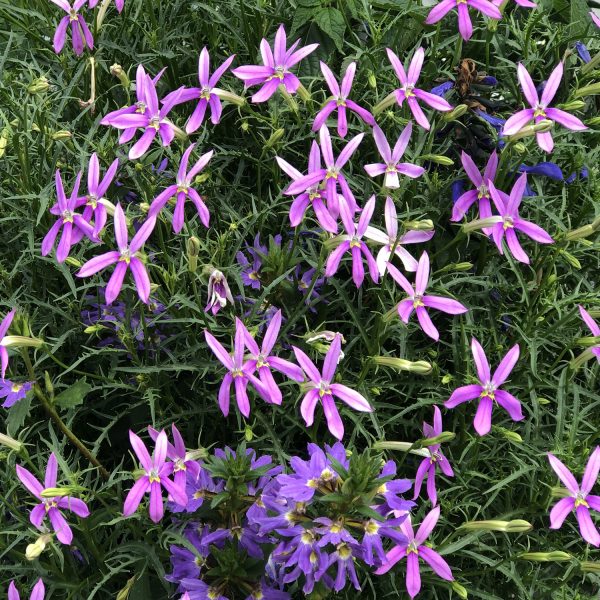 ISOTOMA PATTIS PINK STAR FLOWER