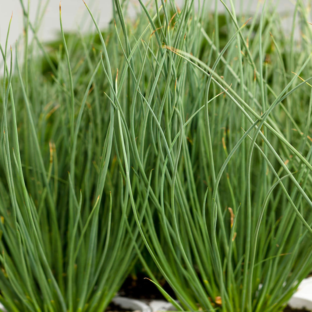 JUNCUS GRACEFUL GRASSES BLUE MOHAWK SOFT RUSH