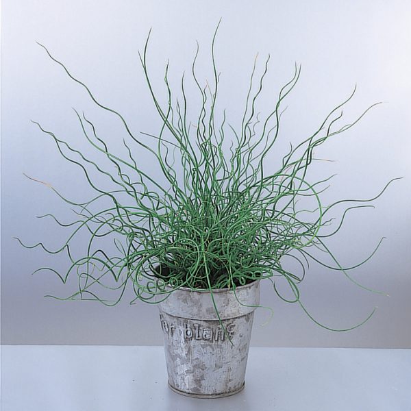 JUNCUS GRACEFUL GRASSES SPIRALIS SOFT RUSH