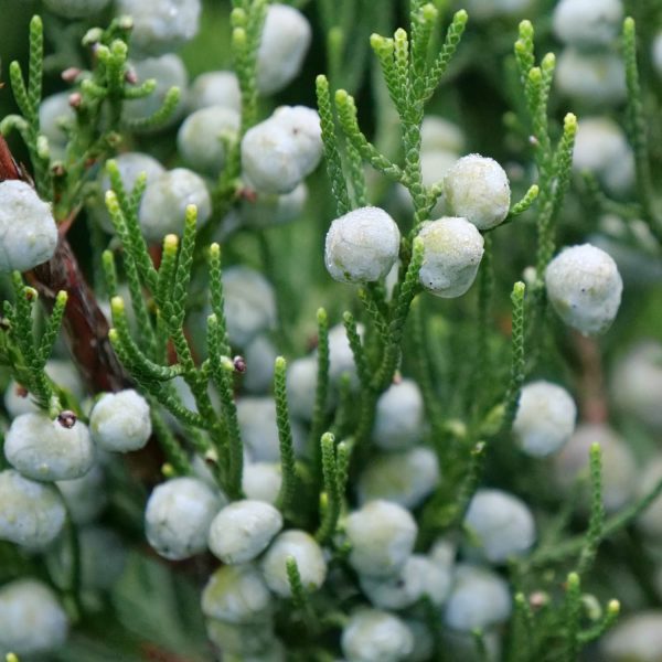 JUNIPERUS GIN FIZZ JUNIPER