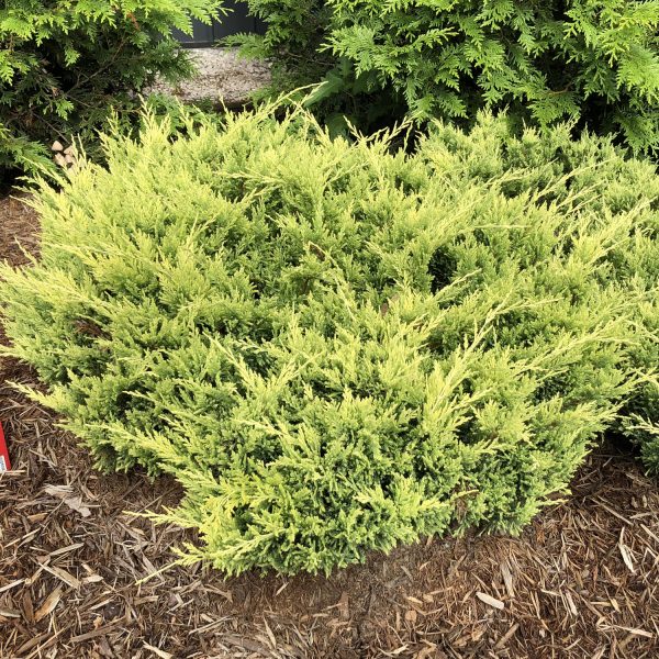 JUNIPERUS GOOD VIBRATIONS GOLD JUNIPER