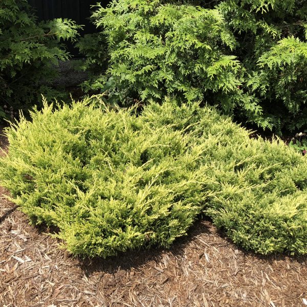 JUNIPERUS GOOD VIBRATIONS GOLD JUNIPER