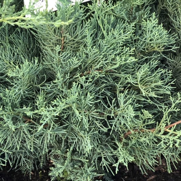 JUNIPERUS MONTANA MOSS JUNIPER