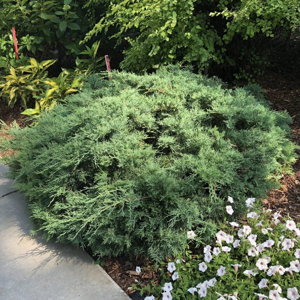 JUNIPERUS MONTANA MOSS JUNIPER