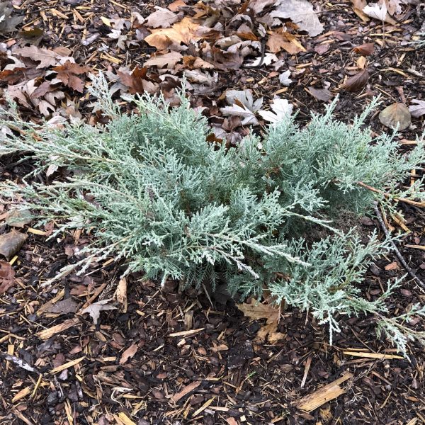 JUNIPERUS MONTANA MOSS JUNIPER