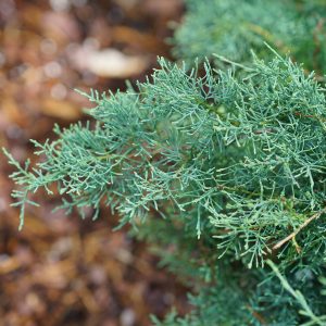 Juniper - Juniperus