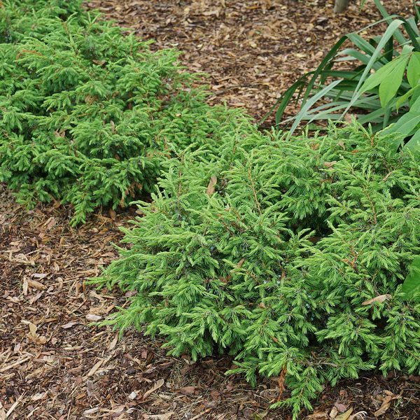 JUNIPERUS TORTUGA JUNIPER