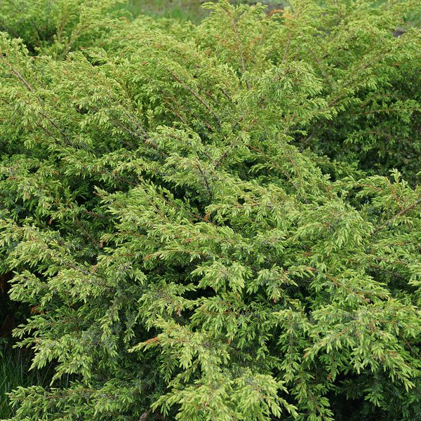 JUNIPERUS TORTUGA JUNIPER