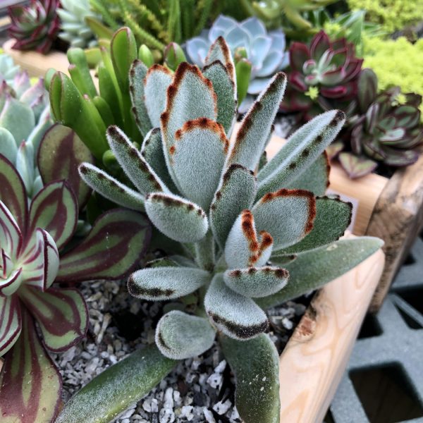 KALANCHOE TOMENTOSA KALANCHOE