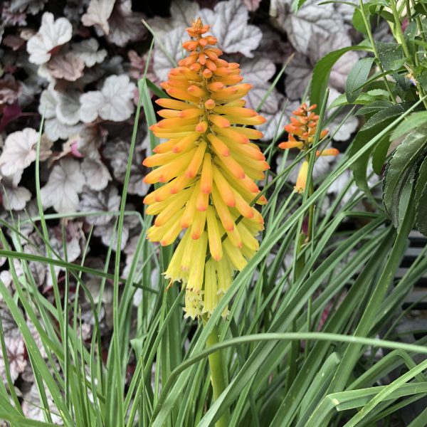 KNIPHOFIA PYROMANIA BACKDRAFT RED HOT POKER