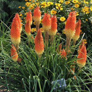 Kniphofia - Red Hot Poker