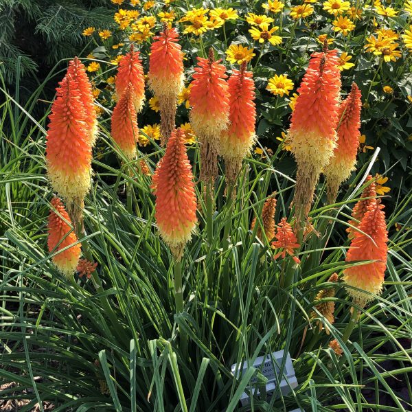 KNIPHOFIA PYROMANIA BACKDRAFT RED HOT POKER