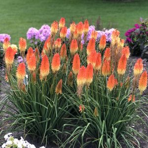 KNIPHOFIA PYROMANIA BACKDRAFT RED HOT POKER