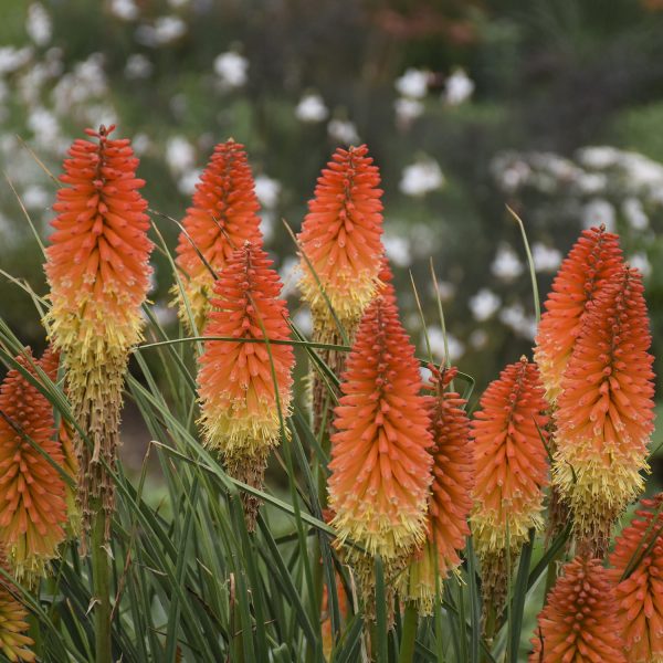 KNIPHOFIA PYROMANIA BACKDRAFT RED HOT POKER