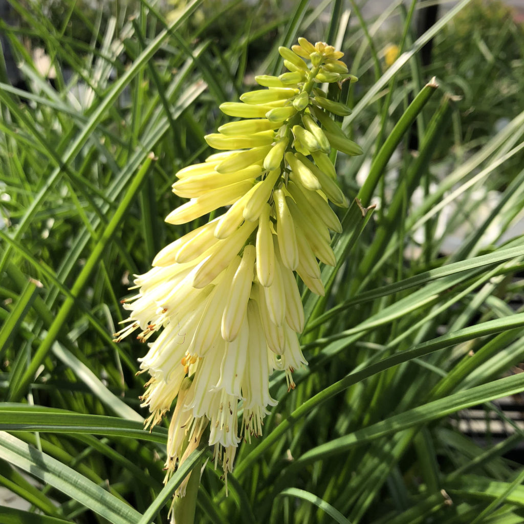 KNIPHOFIA PYROMANIA FLASHPOINT RED HOT POKER