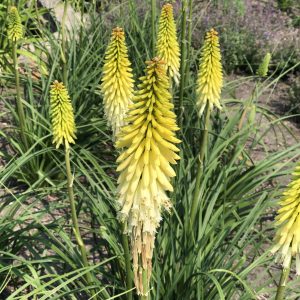 KNIPHOFIA PYROMANIA FLASHPOINT RED HOT POKER