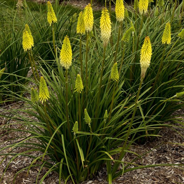 KNIPHOFIA PYROMANIA FLASHPOINT RED HOT POKER