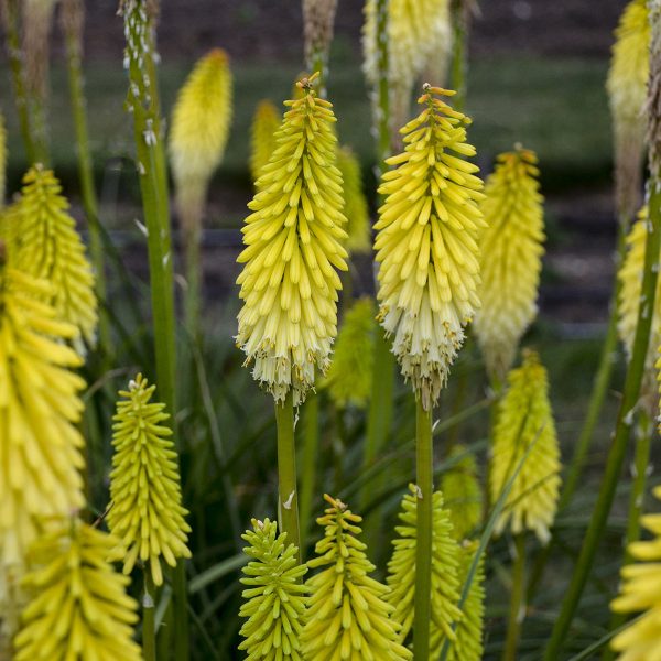 KNIPHOFIA PYROMANIA FLASHPOINT RED HOT POKER