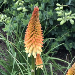 KNIPHOFIA PYROMANIA HOT AND COLD RED HOT POKER