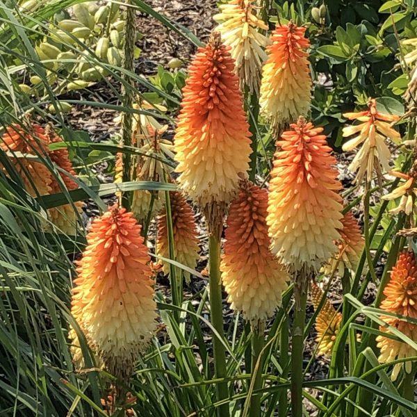 KNIPHOFIA PYROMANIA HOT AND COLD RED HOT POKER